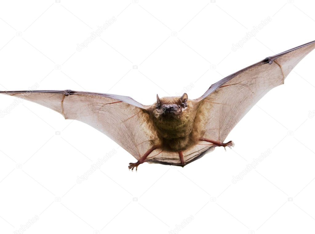 Flying Bat exposed against a white background