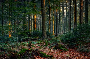 Kuzey Almanya 'da sonbahar ormanı