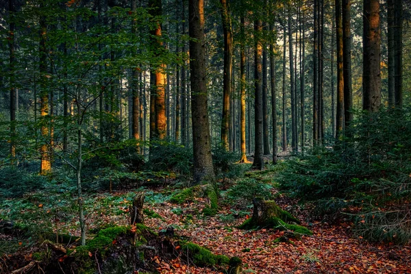 Kuzey Almanya 'da sonbahar ormanı