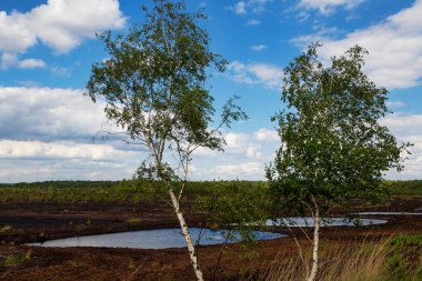 Downy huş ağacı Kuzey Almanya 'da yükseltilmiş bir bataklığın önünde