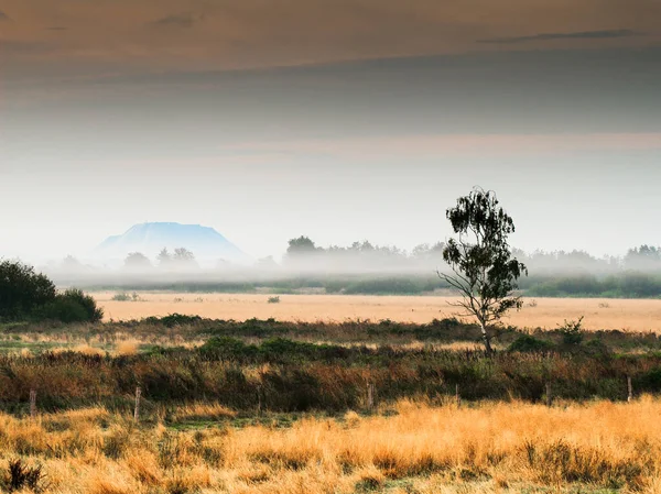 Steinhuder Meer 'deki büyük kuş biyografisi siste.