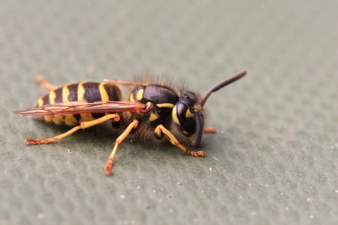 Yeşil kapaklı gerçek eşekarısı