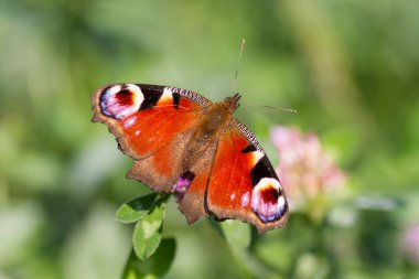Tavuskuşu kelebeği yonca çiçeğinin üzerinde