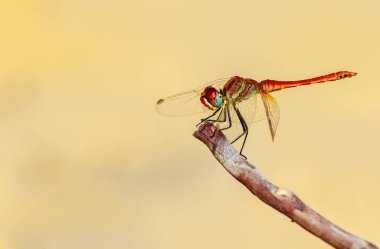 Homojen bir arka plana karşı yusufçuktan doğal olarak muaf.