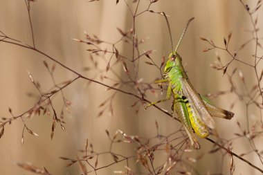 Çimen meleğinde sıradan bir çekirge.