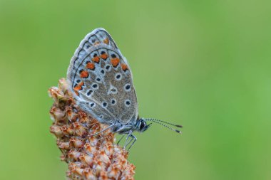 Bitki dantelinde yeşil arka plana karşı kelebek