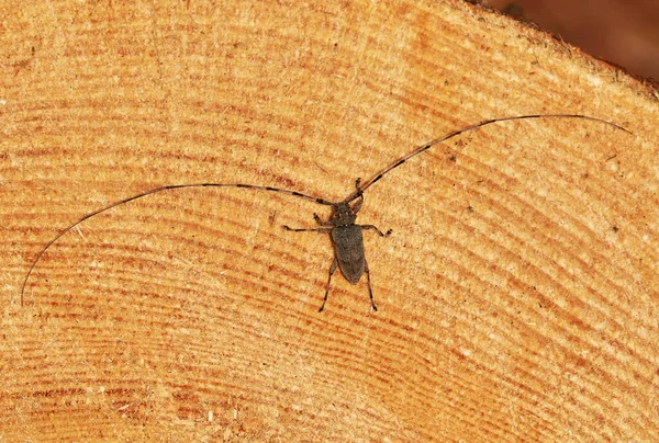 Der Käfer Zimmerbock Mit Seinen Riesigen Fühlern Der Schnittkante Eines — Stockfoto