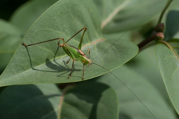 Saltamontes Moteado Hoja Del Seto Color Lila — Foto de Stock