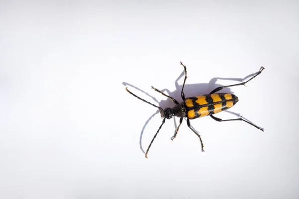 紙の上に四つの禁止された長角の甲虫 — ストック写真