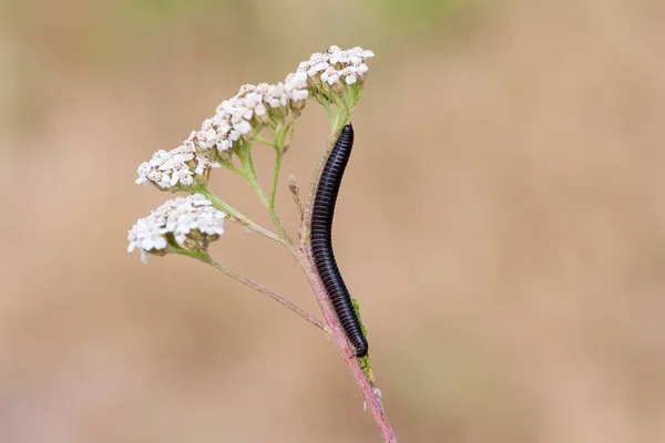 Stonožky Stonku Bílé Květiny — Stock fotografie