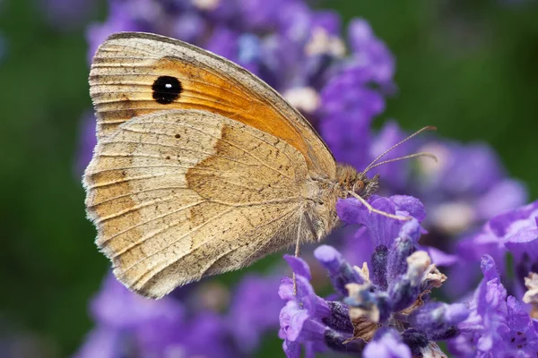 Бабочка Цветке Лаванды — стоковое фото