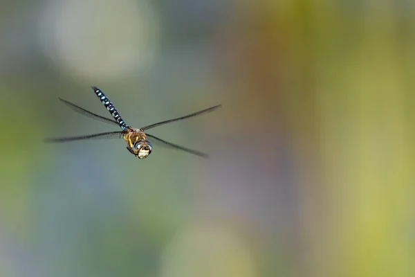 Mavi-yeşil mozaik bakire güzel bir arka planda uçuyor