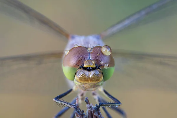Bir yusufçuğun bileşik gözleri
