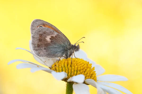 Бабочка Вида Маленькая Луговая Птичка Белом Цветке — стоковое фото