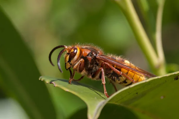 Hornet Leaf — Stock Photo, Image