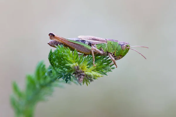 Gräshoppa Morgonen Dagg Växt — Stockfoto