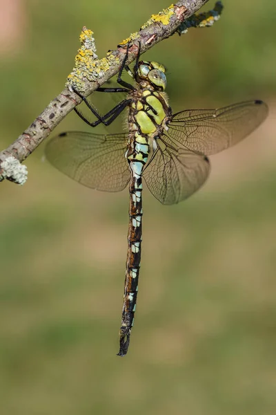 Mosaïque Automne Jeune Fille Reposant Sur Une Branche — Photo