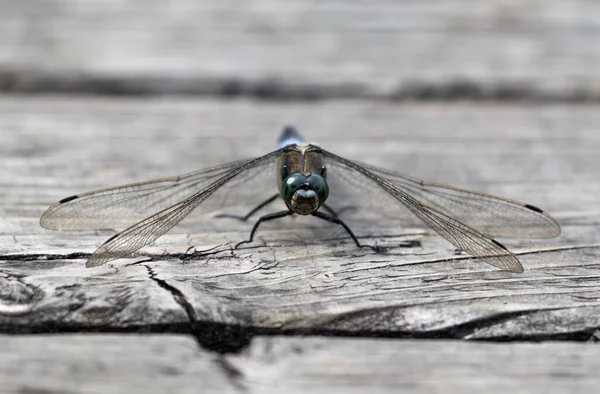 蜻蜓停在木板上 — 图库照片