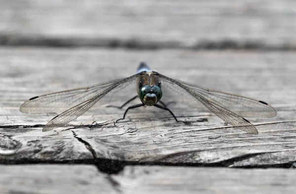 Libellule Repose Sur Des Planches Bois — Photo