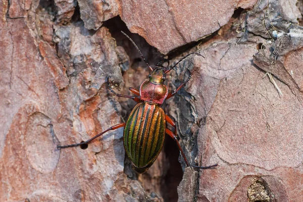 Altın yer böceği ya da ağaç kabuğundaki kuyumcu.