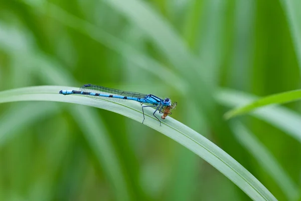 Demoiselle Bleue Commune Avec Mouche Comme Proie — Photo