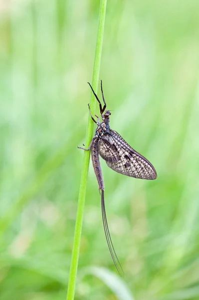 Kara Mayıs sineği çimlerin üzerinde oturuyor.