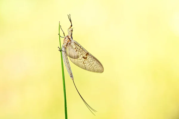 Mayfly Сидящая Брызгах Травы — стоковое фото