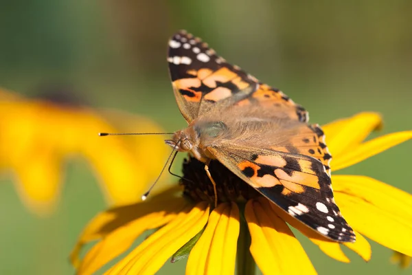 Бабочка Чертополоха Желтом Соме — стоковое фото