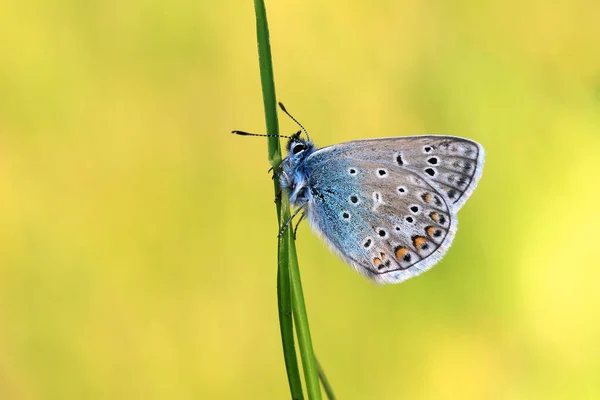Бабочка Естественном Желтом Фоне Травинке — стоковое фото