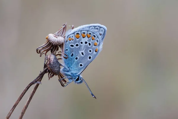 Бабочка Высушенном Одуванчике Однородном Фоне — стоковое фото