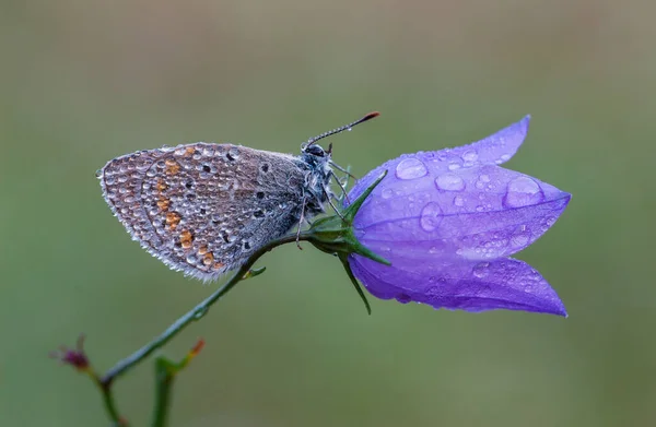 Бабочка Каплями Колокольчике — стоковое фото