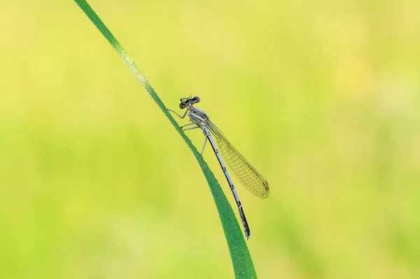 蓝色的蜻蜓在一片青草上擦着黄色的背景 — 图库照片