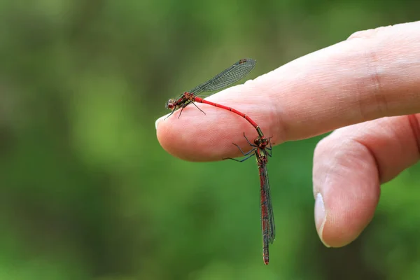 Accouplement Libellules Sur Doigt — Photo