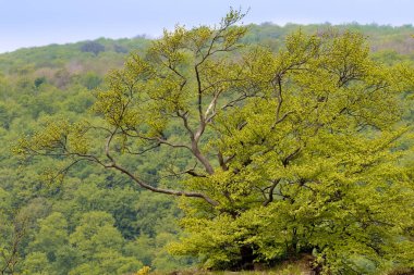 Alman dağlarının yamacındaki özel kayın kuşlarından biri.