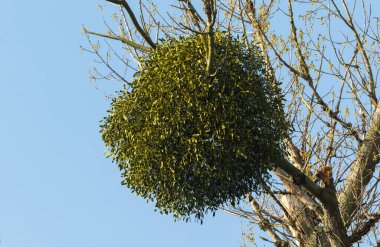 Eski bir kavak ağacında ökse otu yuvası