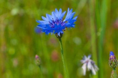 Bir çayırın kenarında güzel bir çiçek