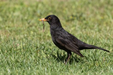 Bahçedeki gagasında kurt olan kara kuş.