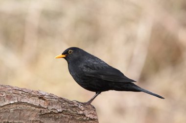Erkek karatavuk, açıklıktaki bir kütüğe oturur.