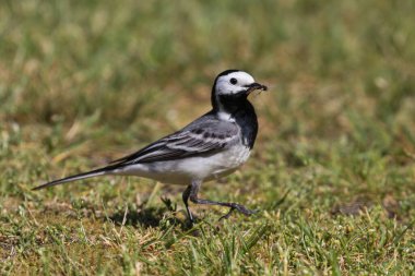 Pied Wagtail 'in gagasında bir sivrisinek bahçede yürüyor.