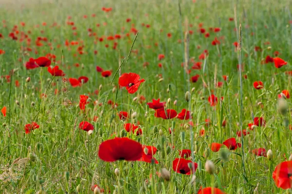 Çiçek açmış haşhaş tarlası