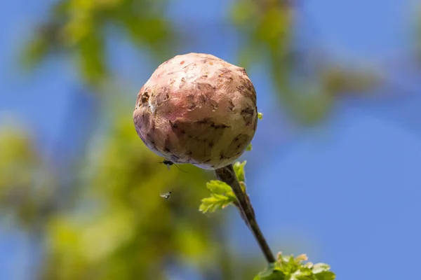 Галлеве Яблуко Дубовою Галькою Оси — стокове фото