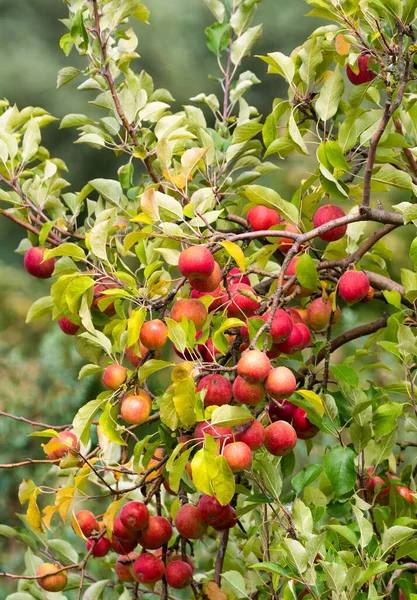Elma ağacının geniş dalları büyük bir hasat vaat ediyor.