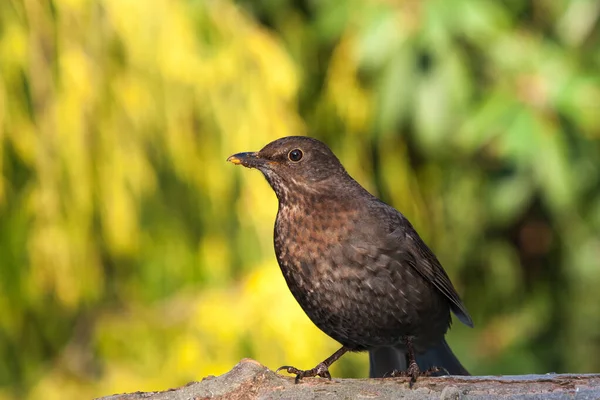 Blackbird Стоящий Туловище Красивом Естественном Фоне — стоковое фото