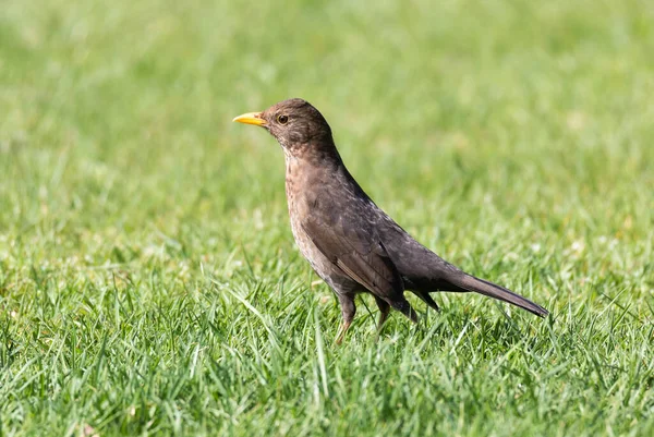 Female Blackbird Lawn Garden — Stock Photo, Image