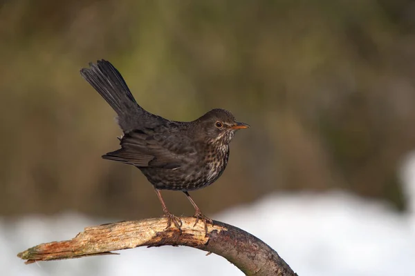 Arkasında kar olan bir dalda oturan dişi karatavuk.