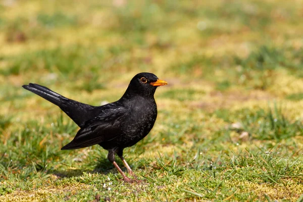 Amsel Garten Auf Dem Rasen — Stockfoto