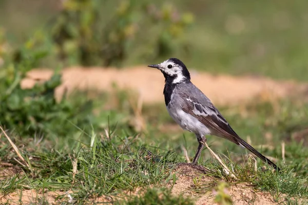 Pied Wagtail Gras Een Bank Gebied Plumage Vertoont Sporen Van — Stockfoto