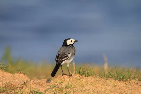 Λευκό Wagtail Στην Όχθη Ενός Ποταμού — Φωτογραφία Αρχείου