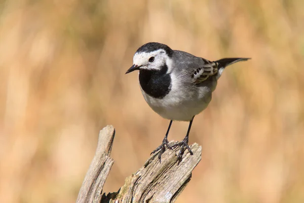 Beyaz Wagtail Bir Dala Oturmuş — Stok fotoğraf