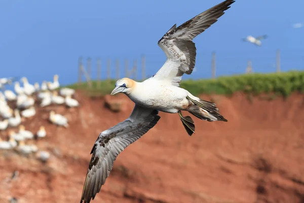 Sümsük Kuşları Helgoland Kızıl Kayalıklarından Uçuyor — Stok fotoğraf